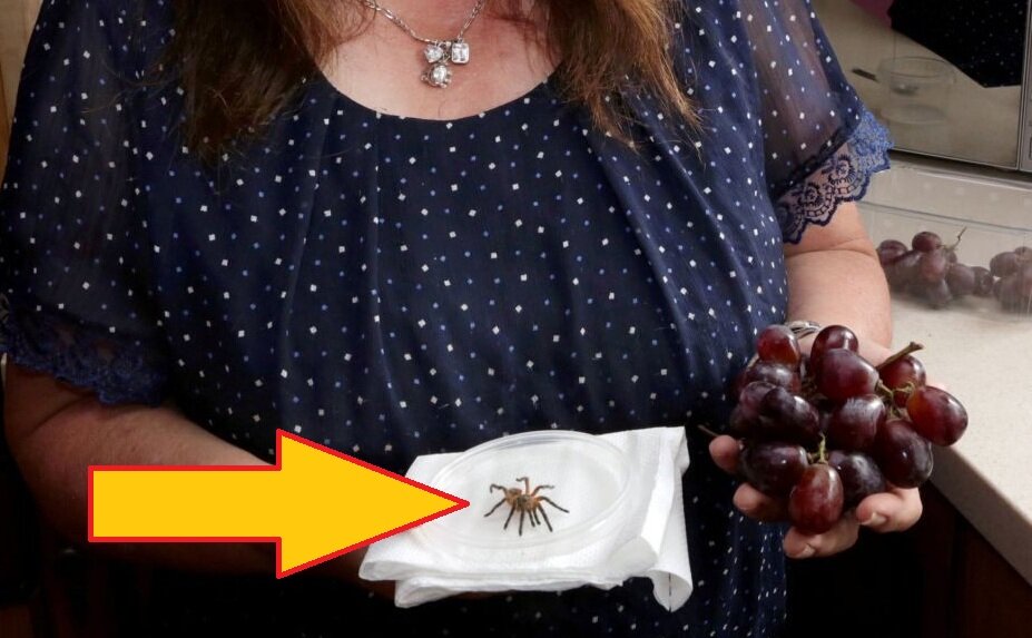 Детёныш тарантула в винограде