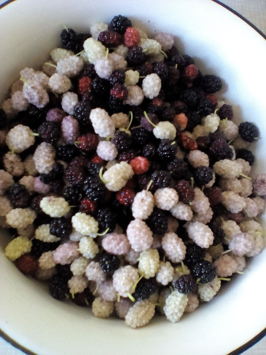 Три разных цвета ягод. Мы собрали их с трёх разных деревьев, растущих возле дома.