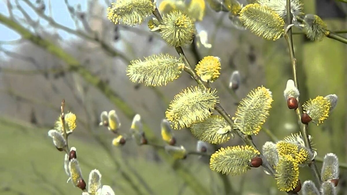 ива козья salix caprea