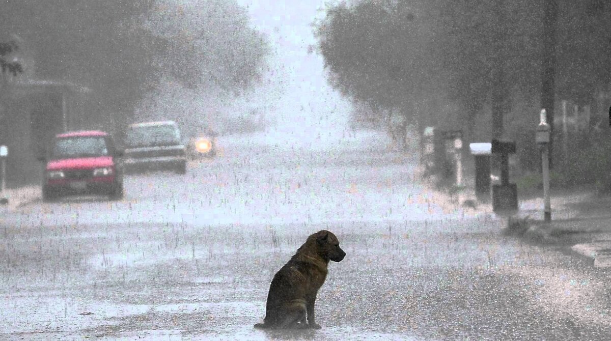 Худшее зло для собаки - быть ненужной.