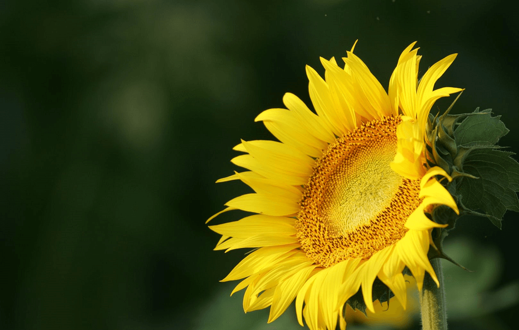 ПОДСОЛНЕЧНИК 18.07.2019