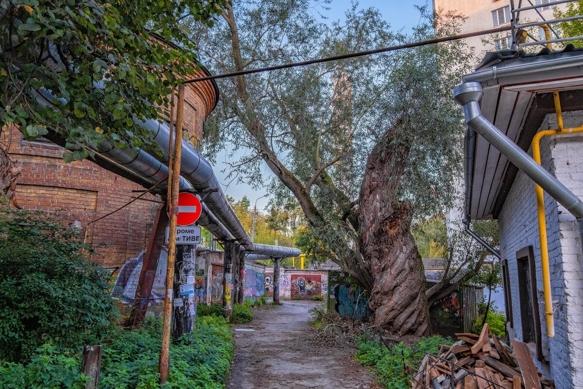 Древние деревья в Нижнем Новгороде | Блог заметок и фотографий | Дзен