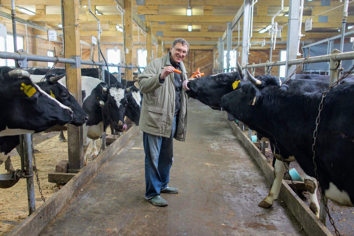 Одна корова стоит 100 000 рублей. Сейчас на ферме живут 80 коров, из них дойных 27. В день они дают до 700 литров молока