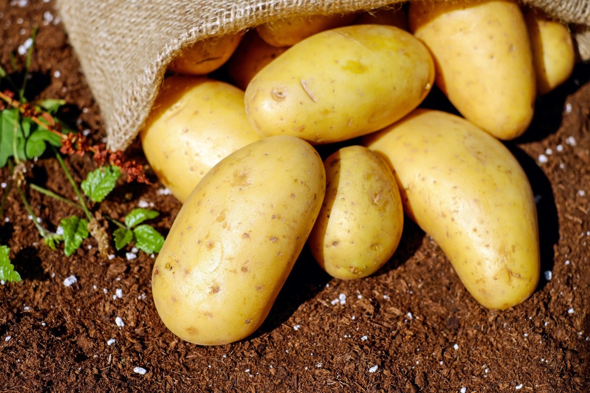 Фото взято: https://get.pxhere.com/photo/plant-food-harvest-produce-vegetable-garden-potato-vegetables-potatoes-bio-flowering-plant-erdfrucht-root-vegetable-land-plant-potato-and-tomato-genus-548417.jpg