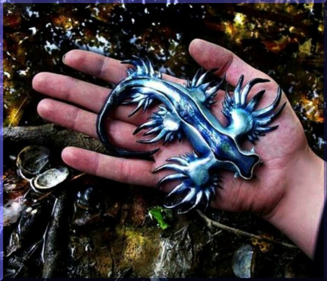“Blue Dragon” nudibranch