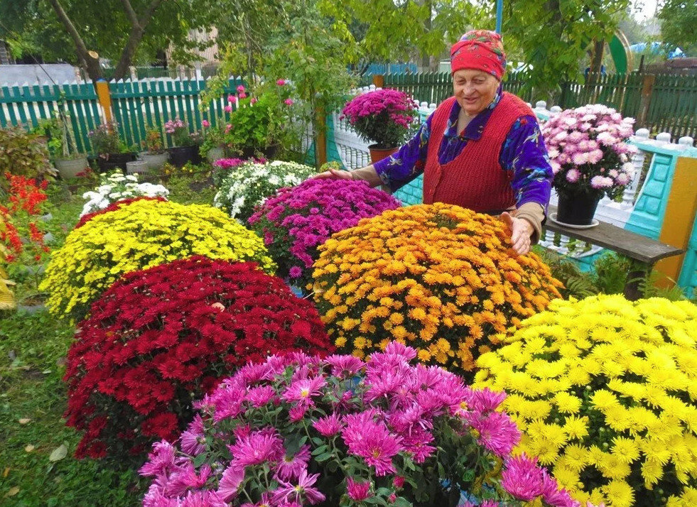 Хризантемы Дубки снег