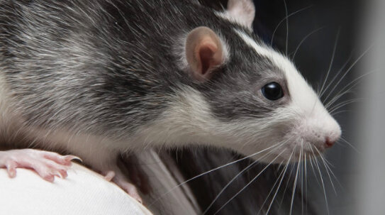 Крыса Хаски. Кто бы знал!