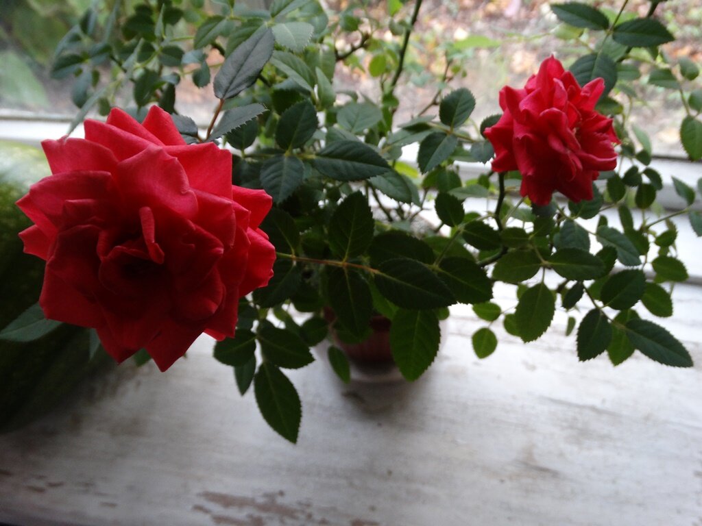 Вот так наши розы цветут