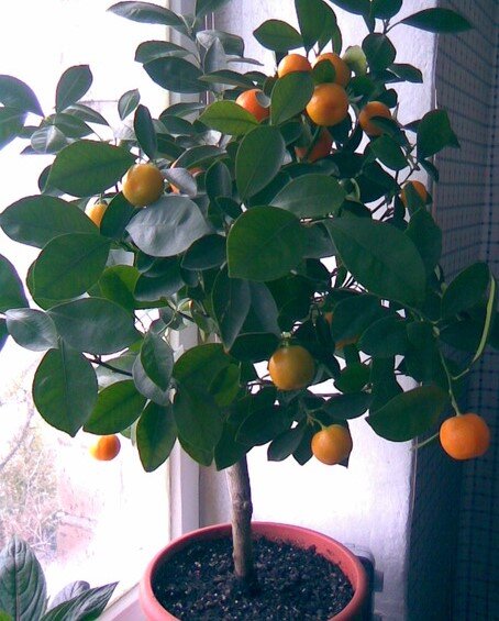 Как вырастить апельсин на подоконнике: пошаговая инструкция