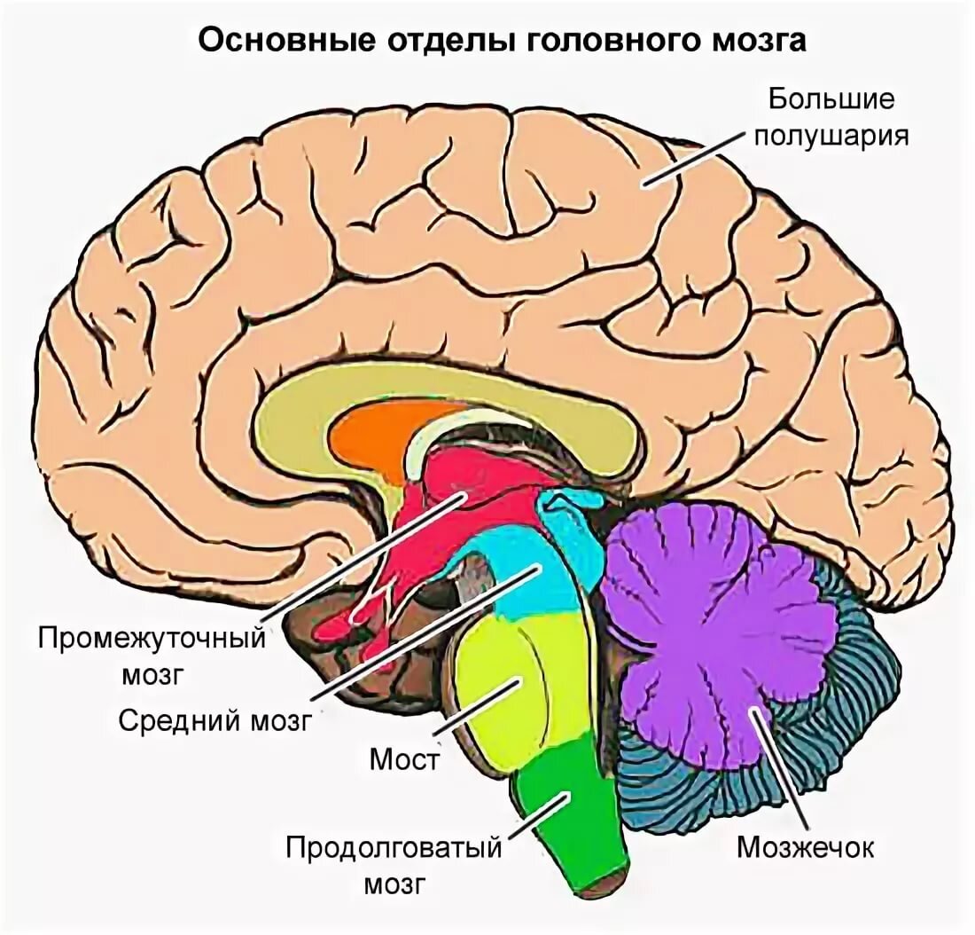 На рисунке цифрами 123 обозначены соответственно отделы мозга