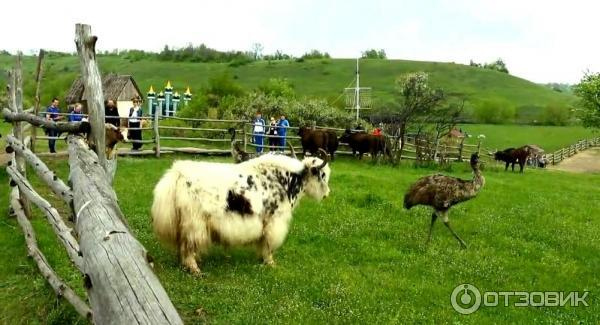 Помимо кенгуру и верблюдов в местном зоопарке можно увидеть куда привычных для наших граждан оленей и лосей.