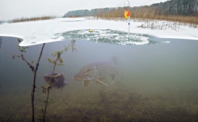 Зимняя рыбалка 2019 на жерлицы: интересные кадры, что происходит с щукой и живцом подо льдом