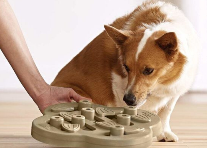 4 способа превратить собачью миску в головоломку | По жизни с собакой | Дзен