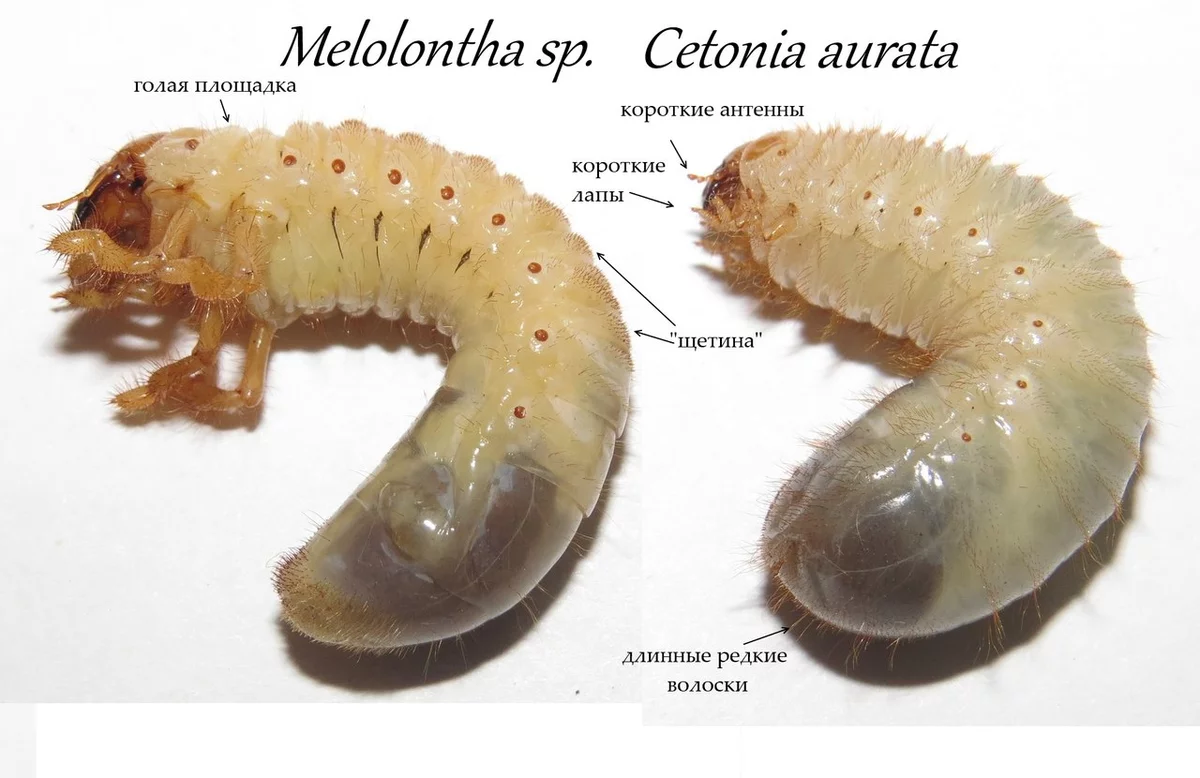 Личинки майского жука чем уничтожить. Личинки медведки майского жука и бронзовки. Отличие личинки майского жука от медведки. Личинка бронзовки личинка майского жука. Майский Жук личинка и медведка личинка.