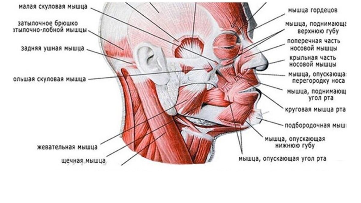 Скуловая мышца лица фото