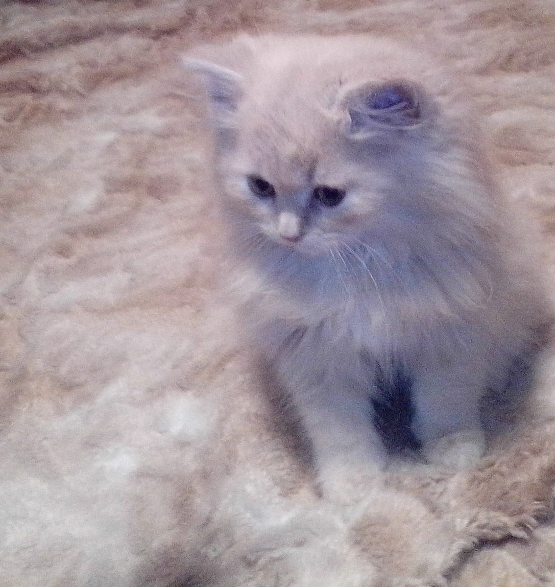 Домовенок. Кузя.