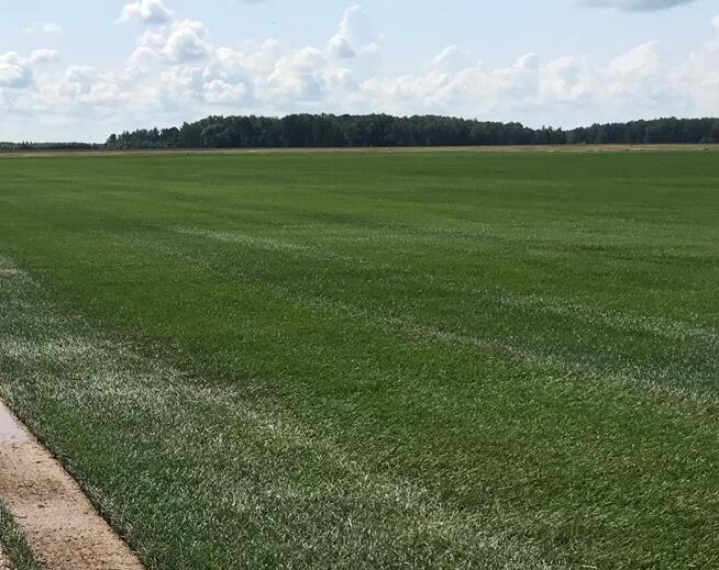 Рулонные газоны на производственных полях