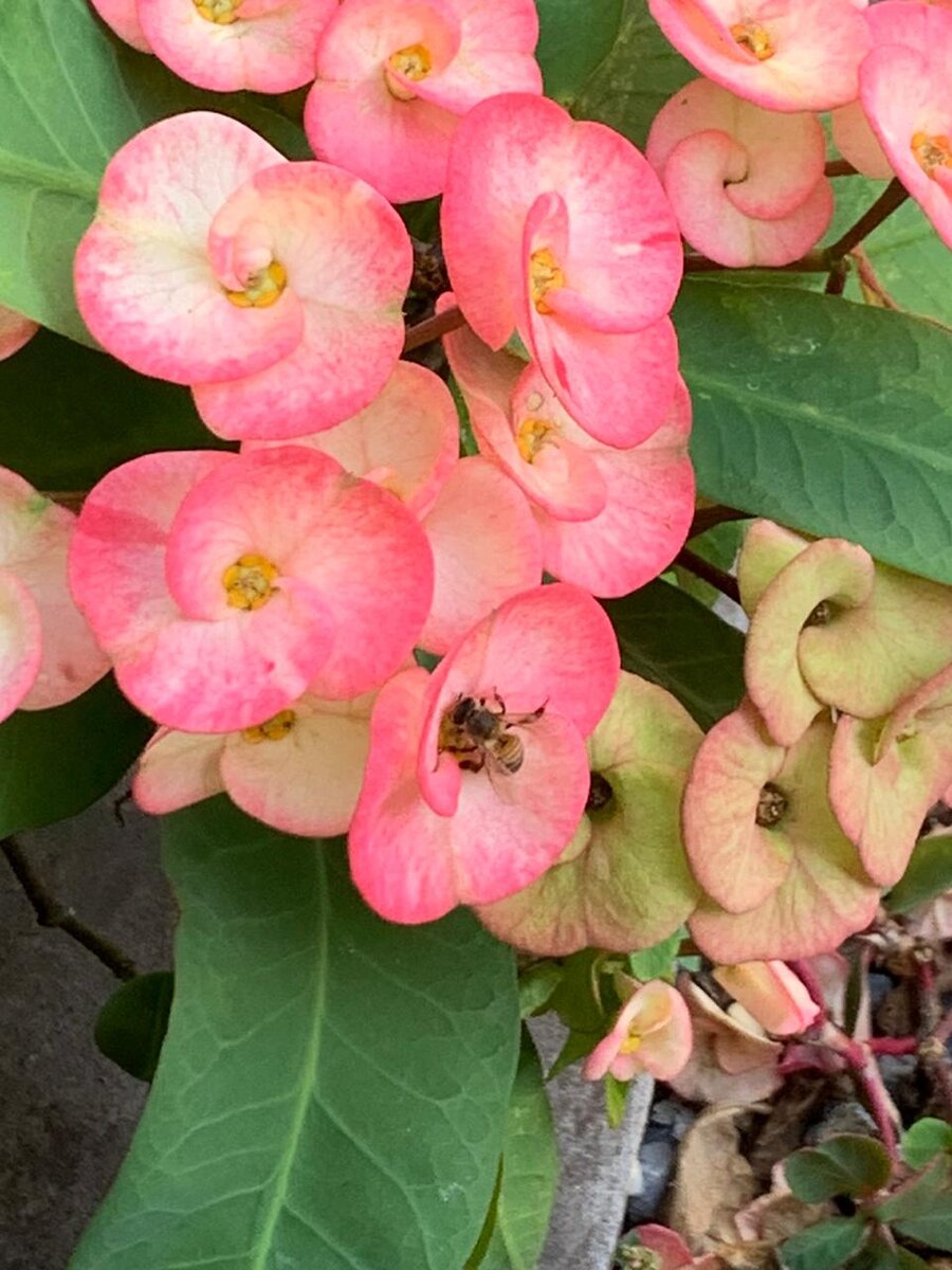 Пчелка, которую встретили в Гаване. 