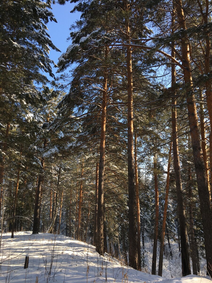 Наш утренний лес - красота! Фото мое