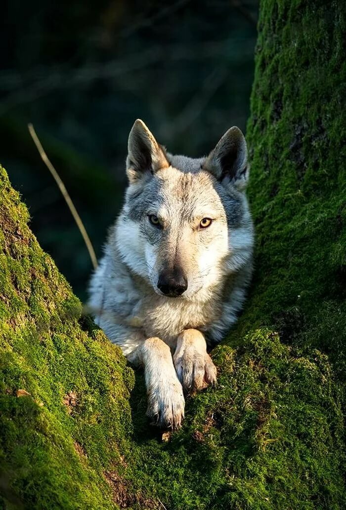 Яндекс.картинки