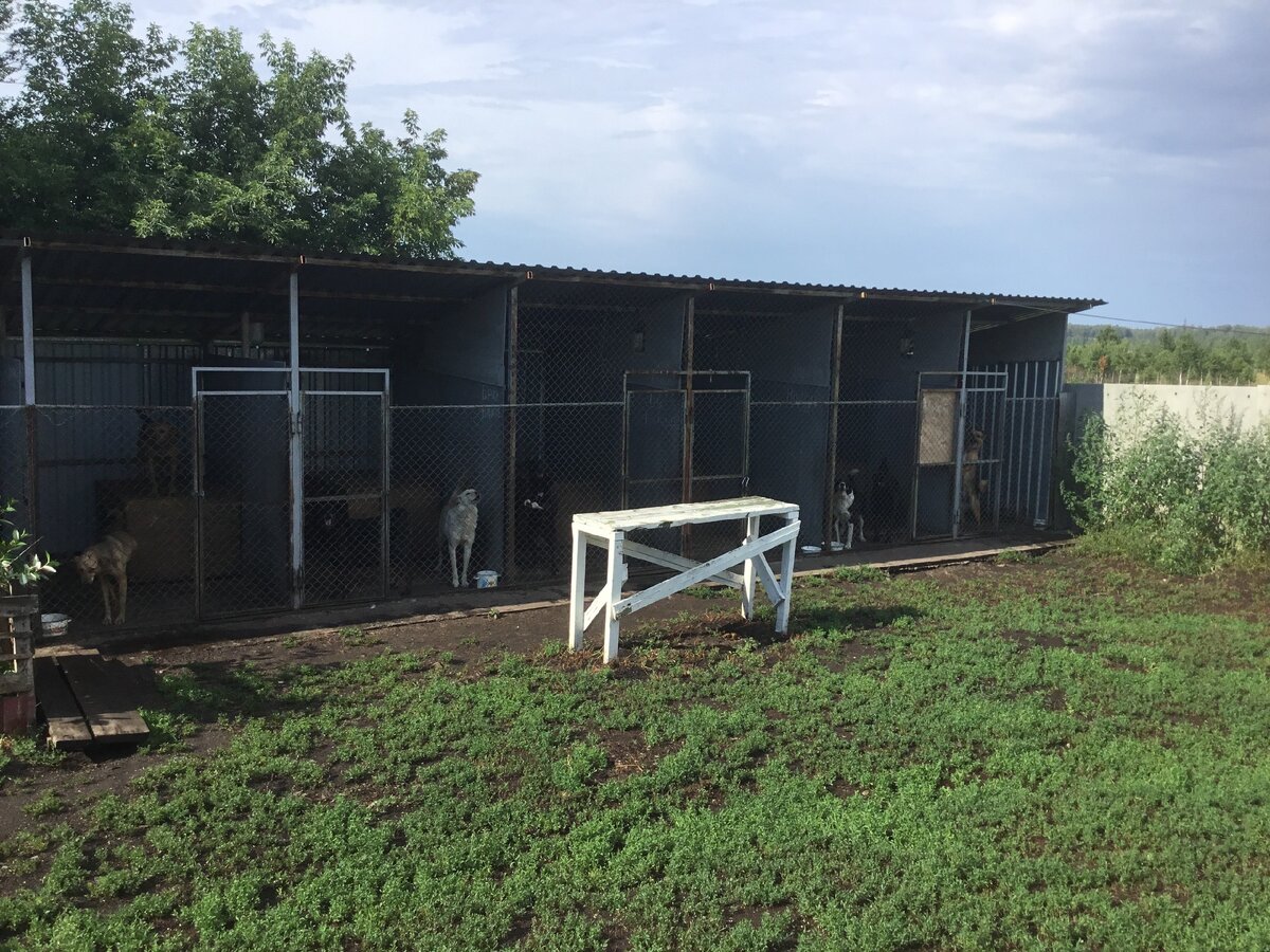 (Фото из архива приюта "Друг")