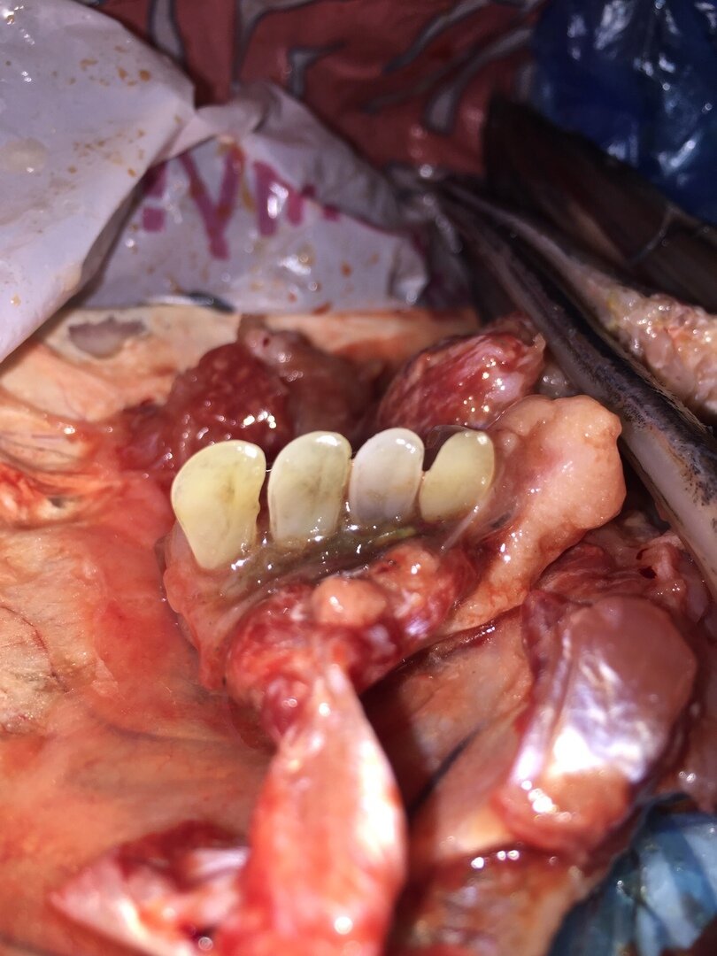 Дело в том, что когда рыбу разделали, обнаружили в пасти зубы. На вид как человеческие! Честно, не знаю должны ли быть зубы у толстолобика? Но мы с женой немного в шоке от увиденного. Нормально это или нет?