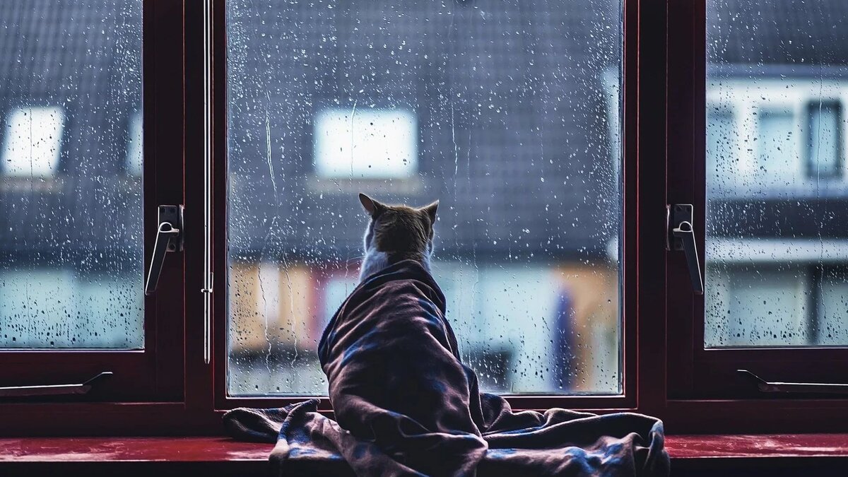 Кот у дождливого окна