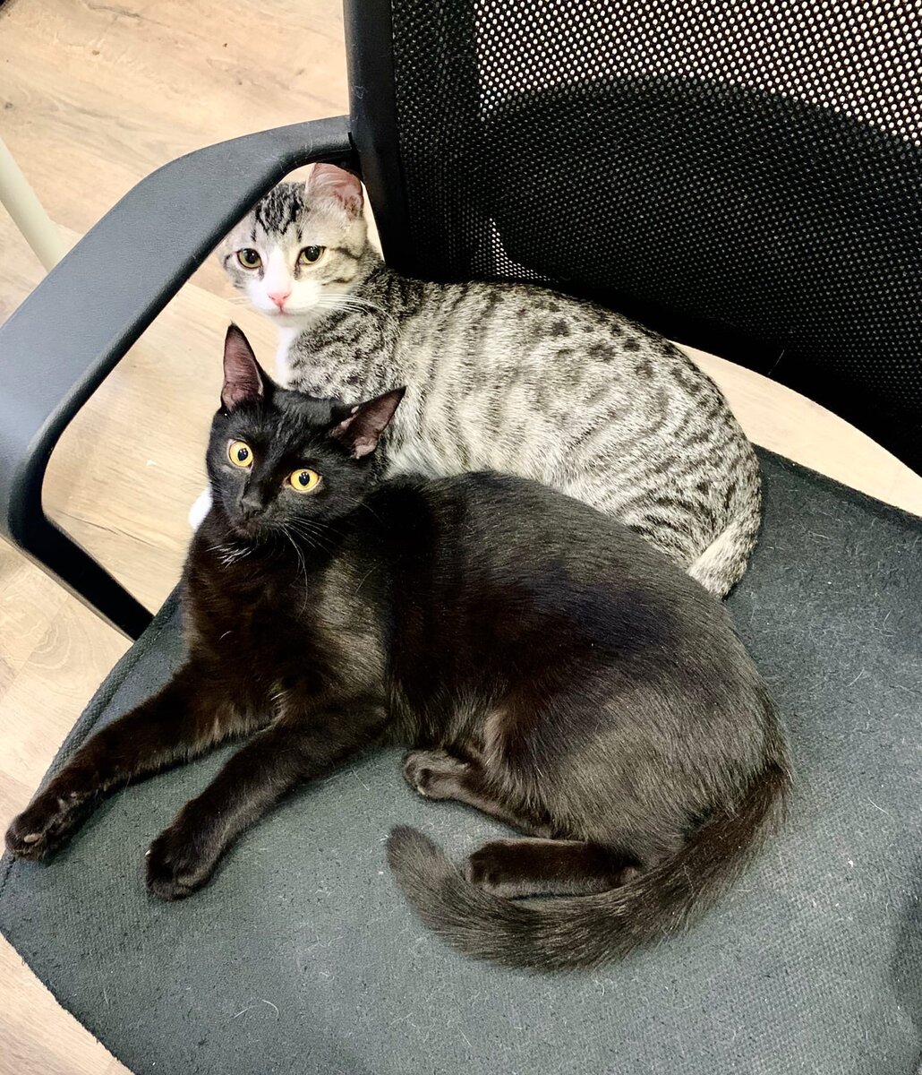 Кошка уле