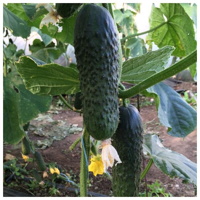 Фото: Яндекс Картинки. Огурцы "Каролина F1"