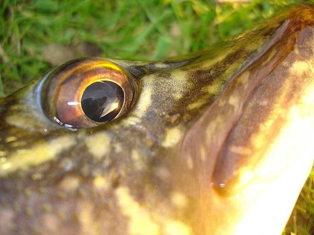 Глазки рыбок. Глаза щуки. Глаз рыбы. Щучий глаз. Рыбьи глазки.