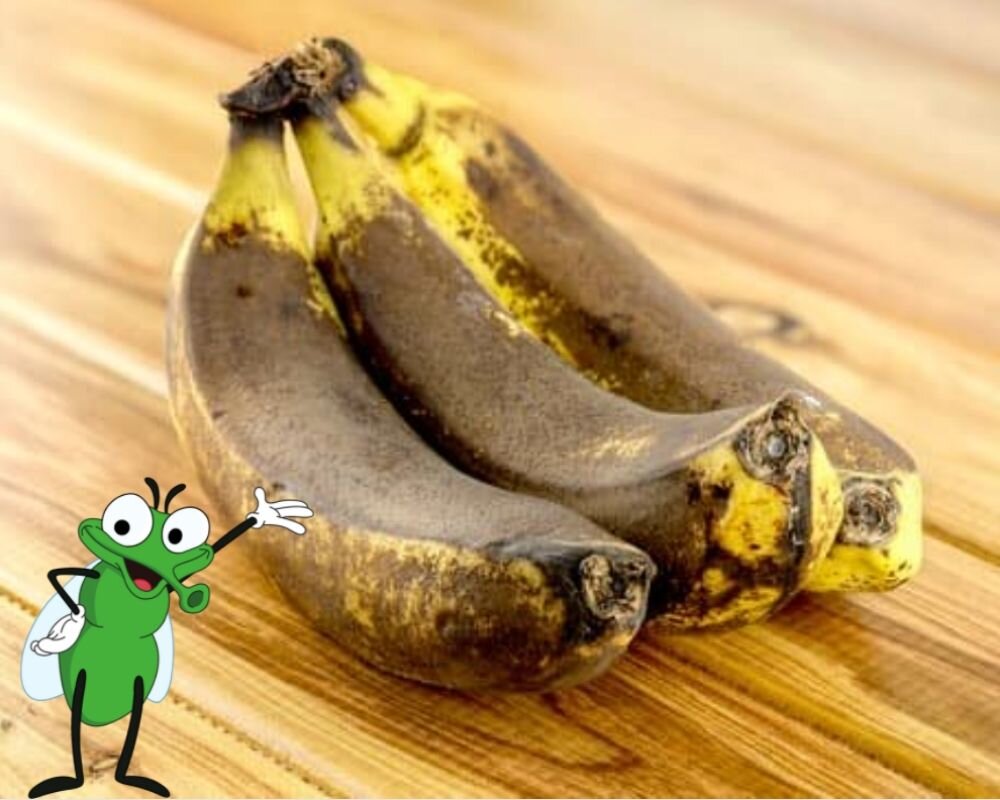 Мошек привлекает какой-либо испорченный продукт.