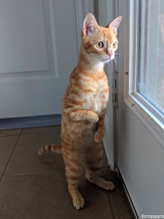 Источник: pinterest.com