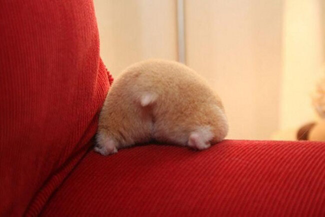 Жемчужная хамукецу