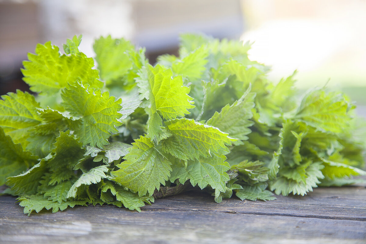 Молодая крапива - незасоуженно малоиспользуемое ценное дикорастущее пищевое растение. Некоторые фитотирапевты и травники считают, что если не упустить сезон молодой крапивы, то многие лекарственные растения вам просто не понадобятся