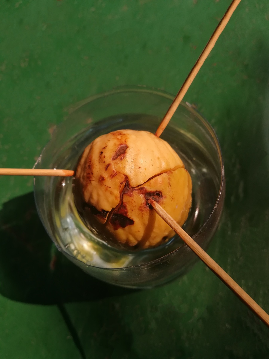 Так выглядит косточка, когда лопнет. Вместо стакана, я использовала донышко от пластиковой бутылки 0,5. 