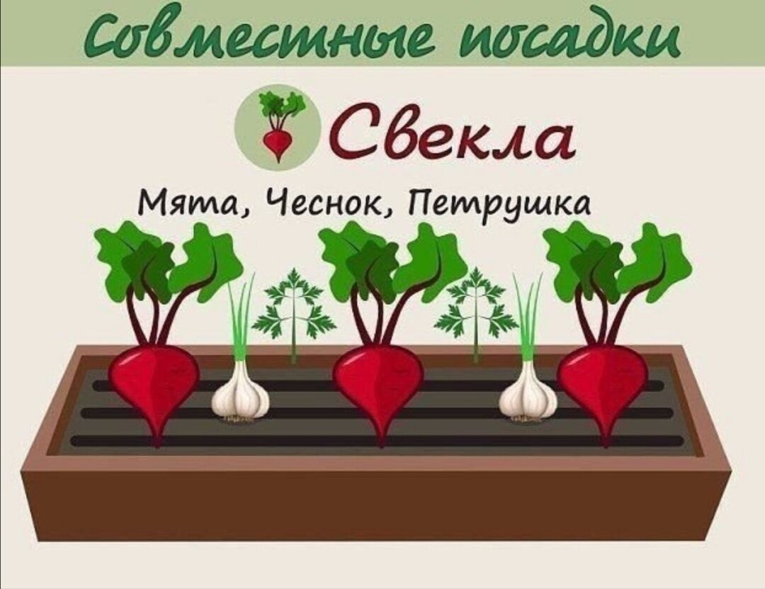 Посадка картофеля и салата