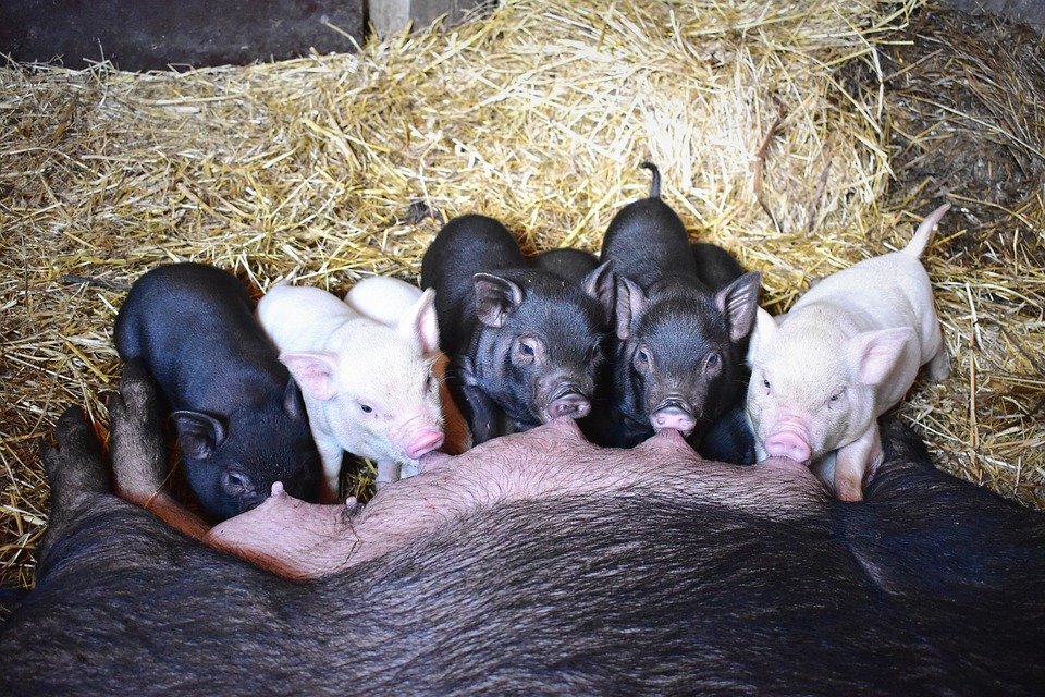 https://cdn.pixabay.com/photo/2017/07/23/14/44/piglets-2531573_960_720.jpg