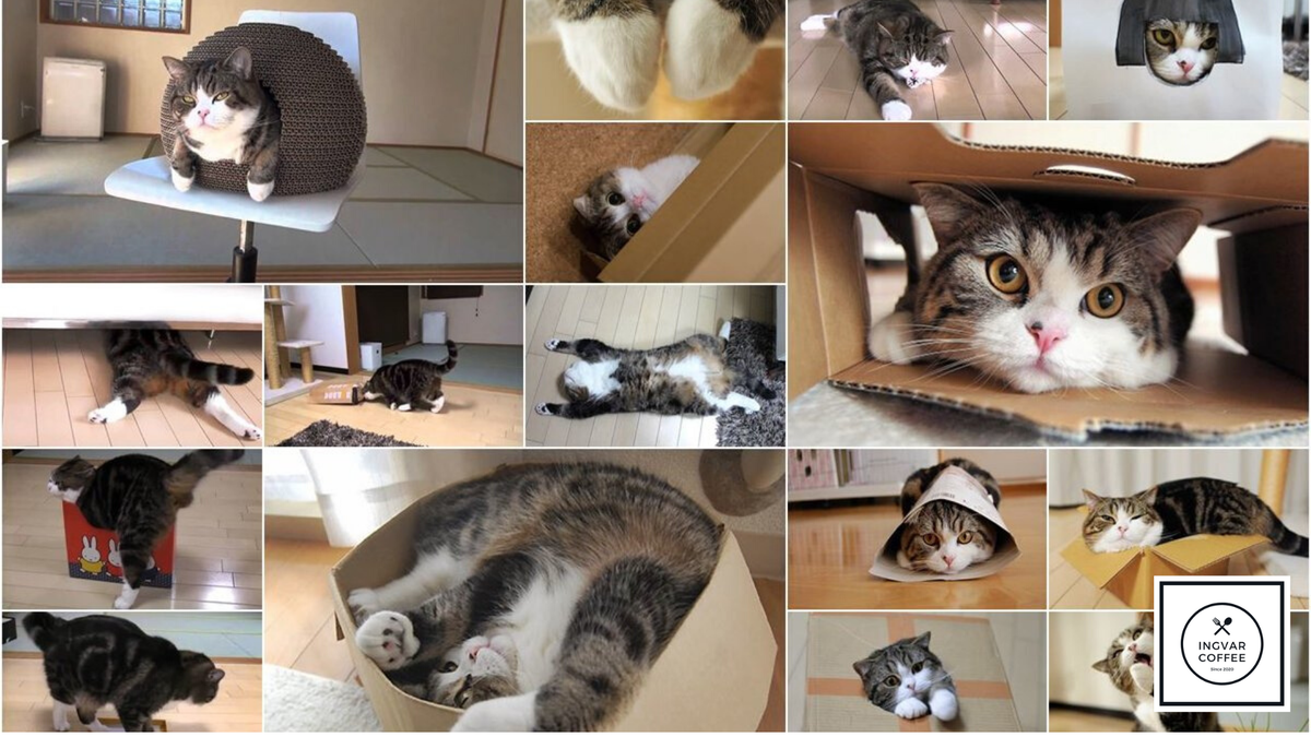 Каждый котик должен быть на своём месте