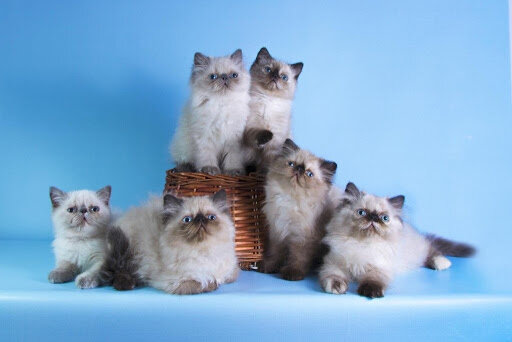 фото гималайских котят
