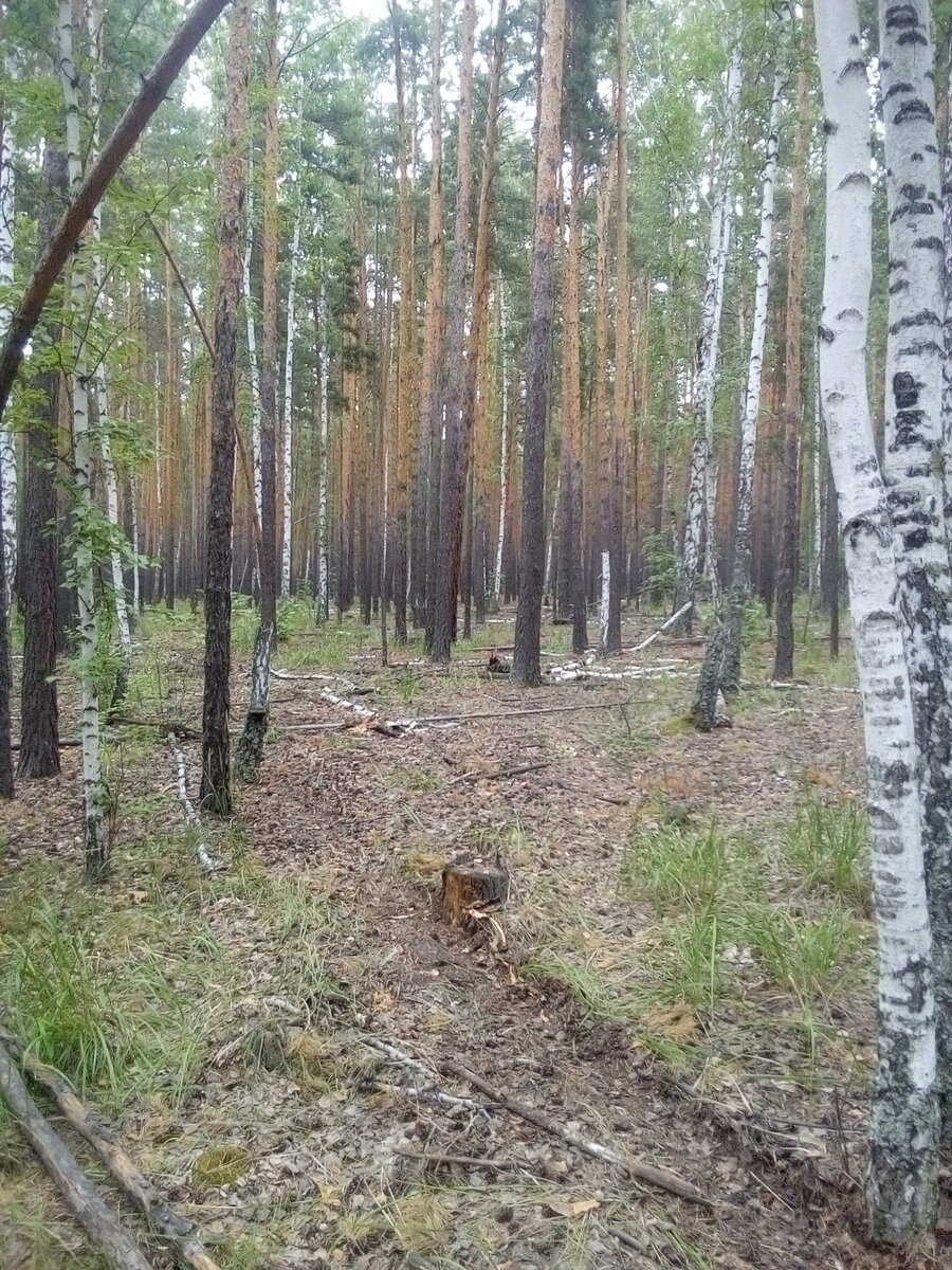 Можно ли пилить валежник в 2020 году, сам сходил в лесничество и все узнал.  | Дом в Лесу | Дзен