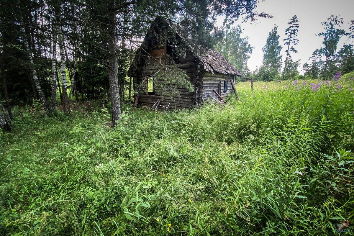 В лесу нашел одинокий заброшенный дом из сруба. Осмотрел и принял решение его восстановить