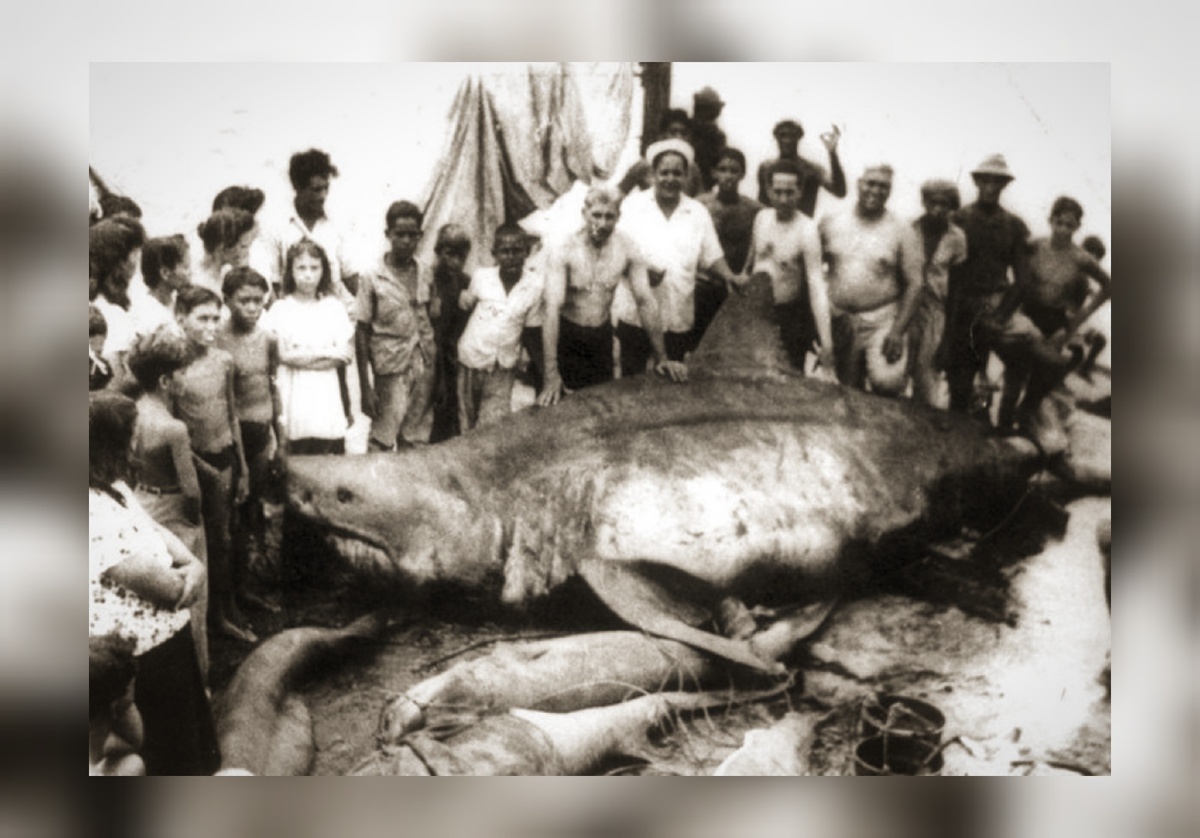 Фото из открытых источников