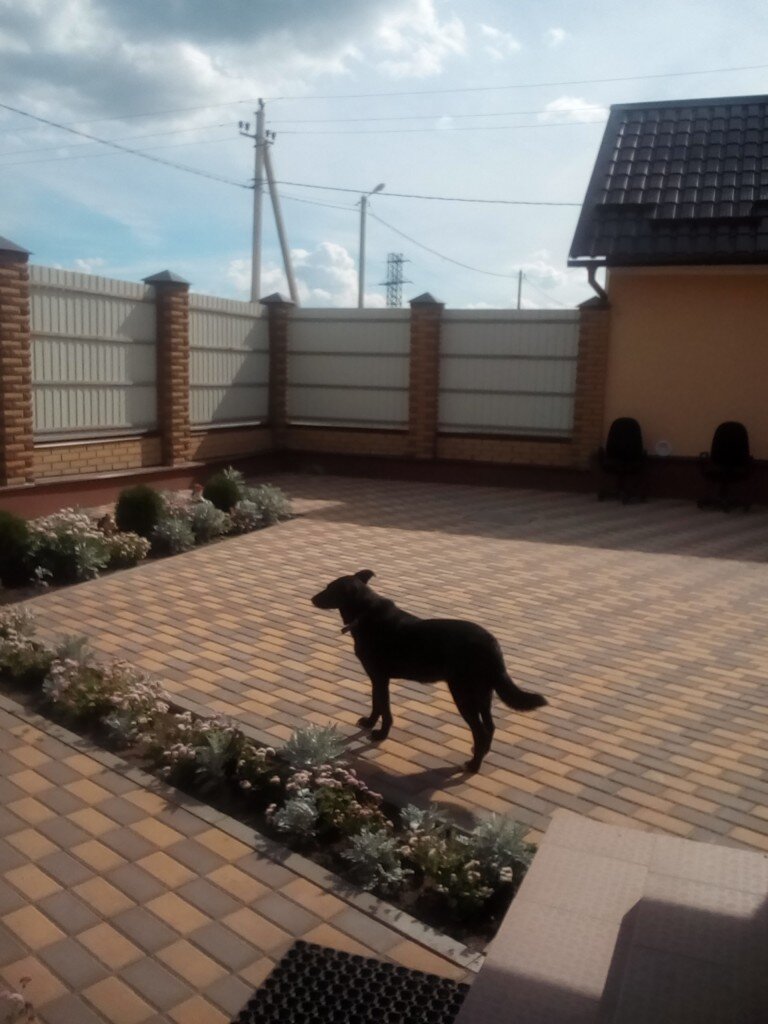 Воскресенье, утро, тишина. Даже моя Дианка спит. Это моя собака. А живу я в доме. На фрагменте кусок гаража, дом сзади. Дианочка — верный охранник,  собачье продолжение моего я.