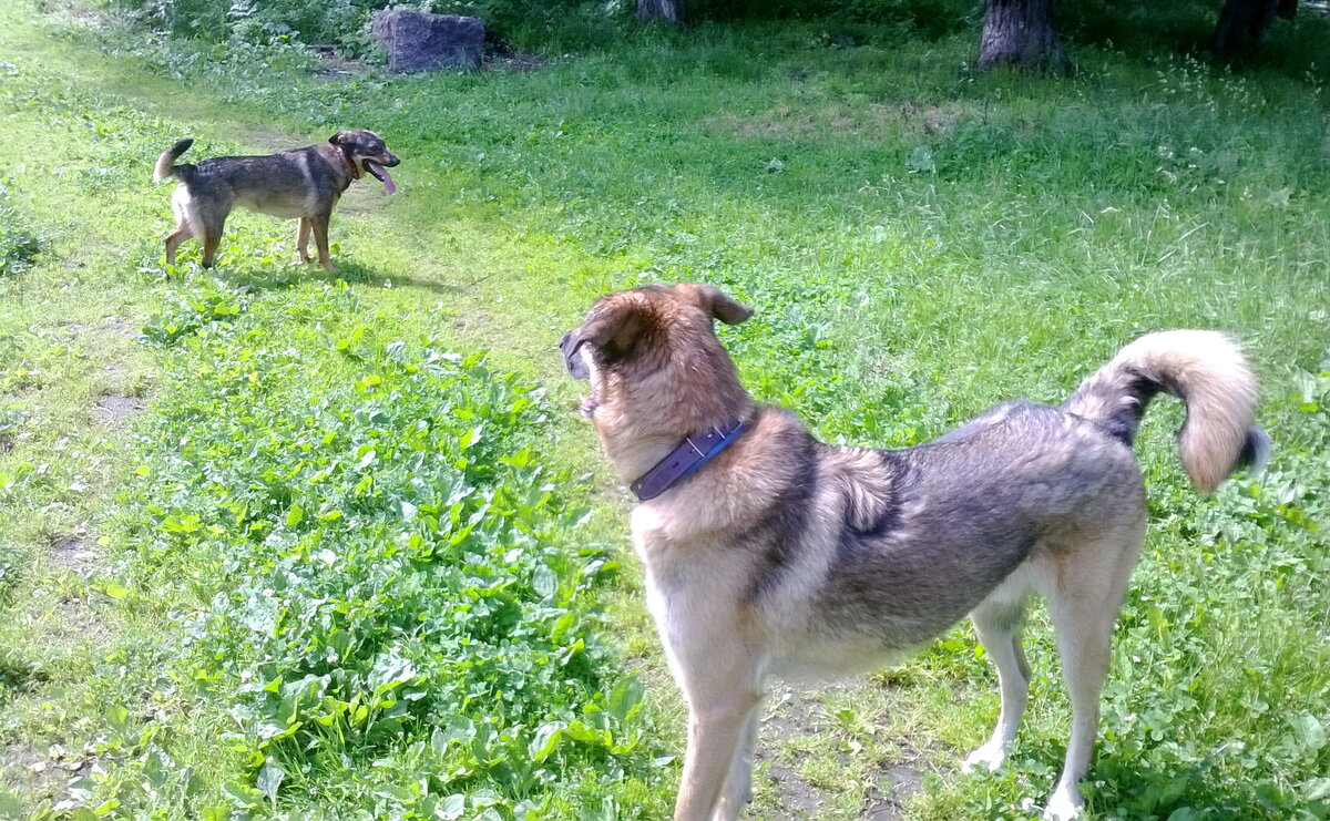 Это Бонька, та. что поменьше, со своим дружком)