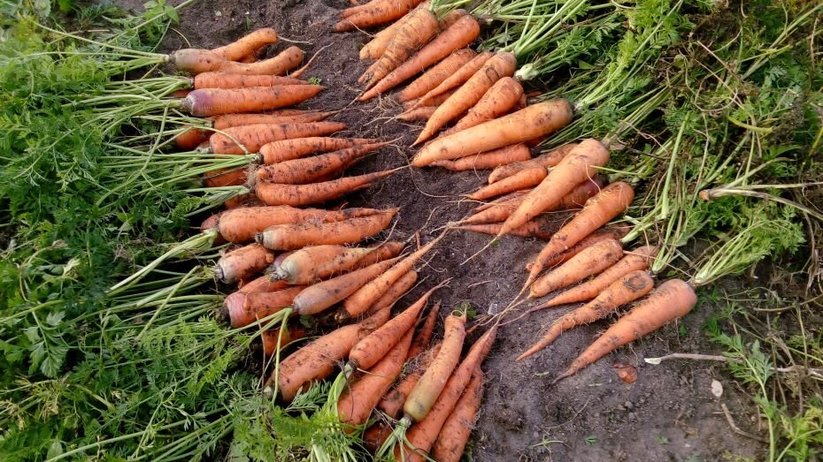 Урожай знатный. Фото автора