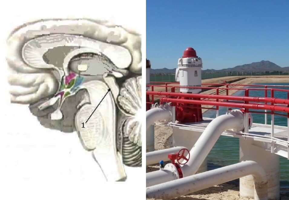 Сильвиев водопровод -  канал длиной около 15 мм, соединяющий в головном мозгу полость третьего желудочка головного мозга с четвертым