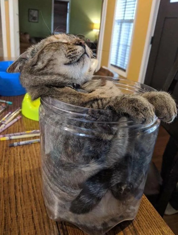 Котожидкость 
