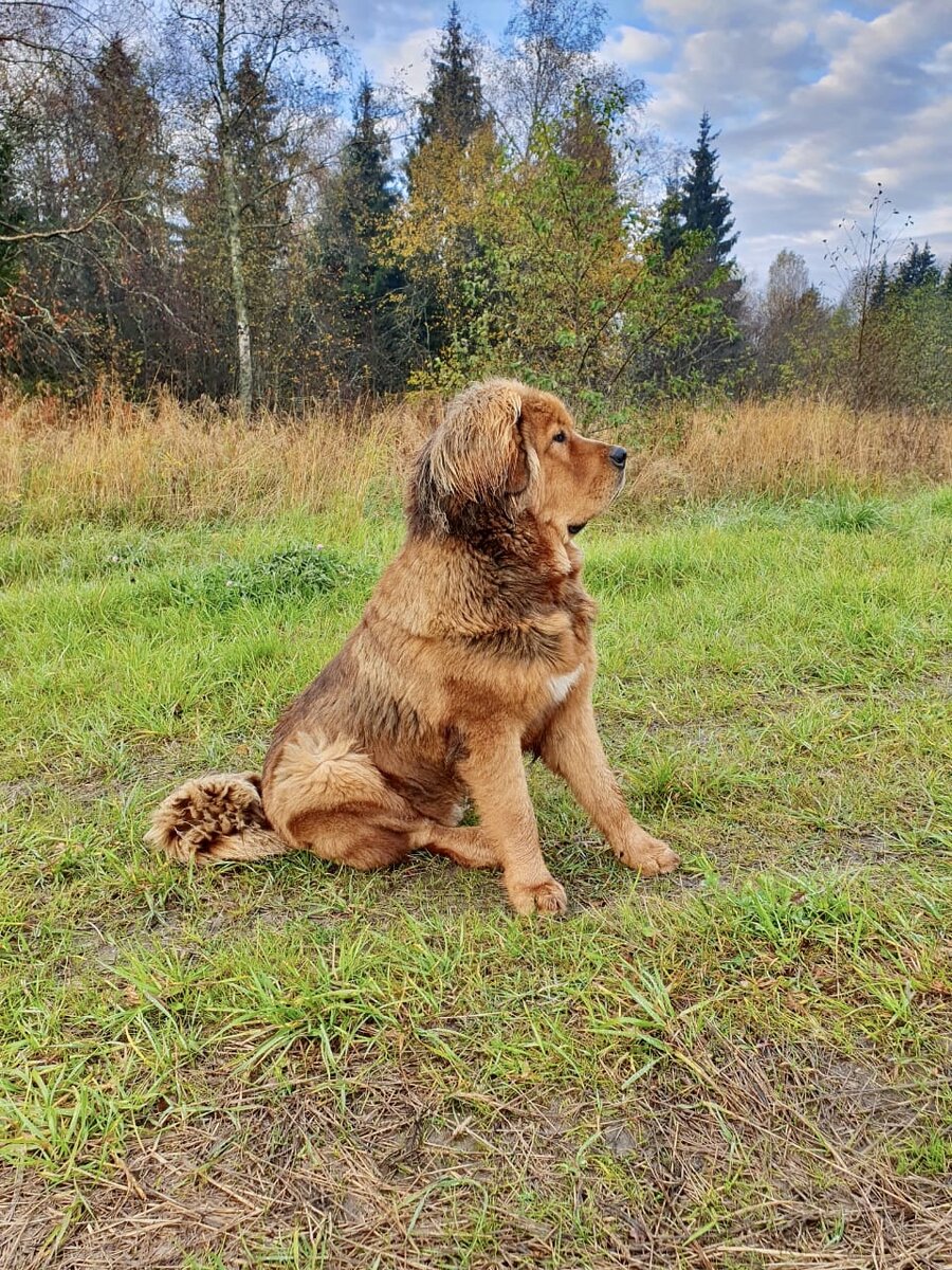 Тибетский мастиф Лева
