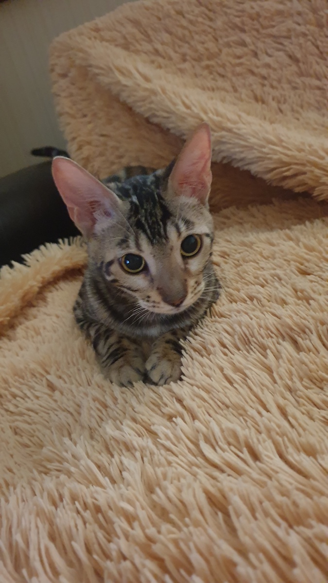 Сама невинность...😃