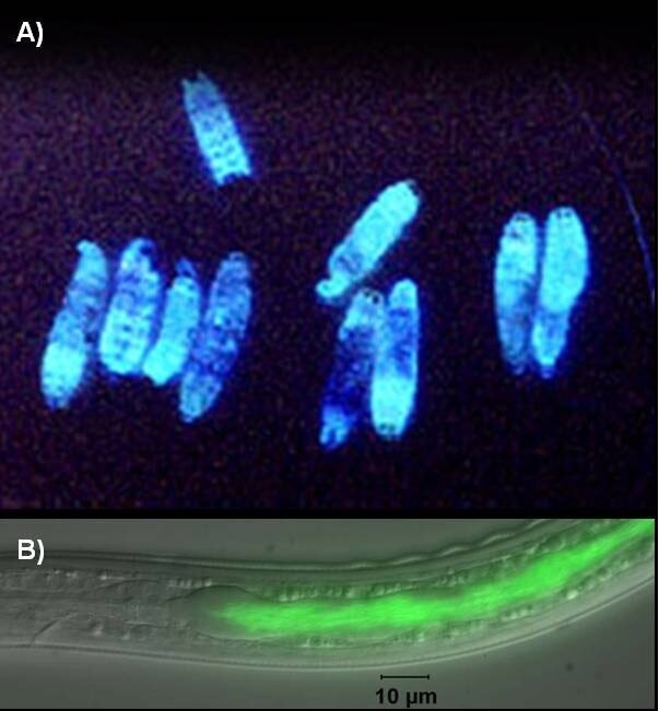 Photorhabdus luminescens  — вид бактерий из семейства Morganellaceae. Источник изображения: scientiststudy.com